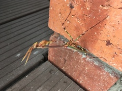 Empusa binotata