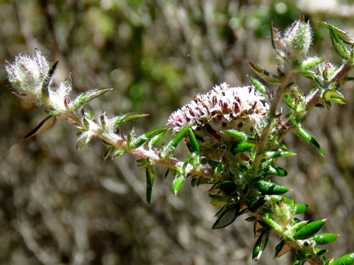 Metalasia divergens (Thunb.) D.Don