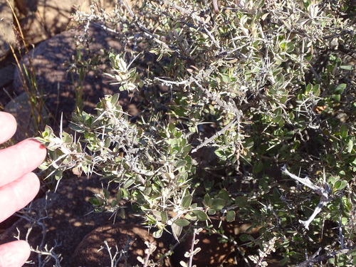 Image of Barleria stimulans by (c) Shaun Swanepoel, some rights reserved (CC BY)