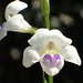 Asystasia gangetica micrantha - Photo (c) 葉子, μερικά δικαιώματα διατηρούνται (CC BY-NC-ND), uploaded by 葉子