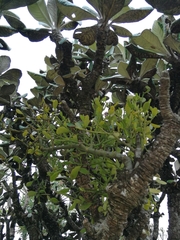 Viscum obscurum