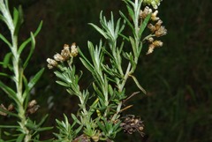 Helichrysum athrixiifolium