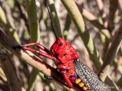 Phymateus morbillosus morbillosus