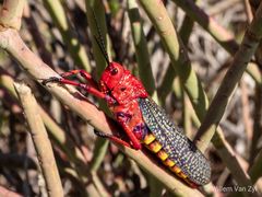 Phymateus morbillosus morbillosus