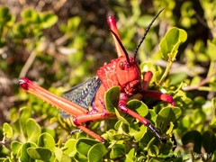 Phymateus morbillosus morbillosus