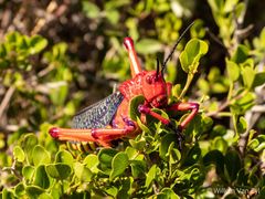 Phymateus morbillosus morbillosus