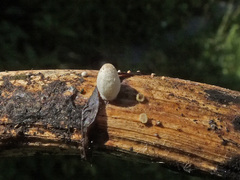 Coprinopsis urticicola