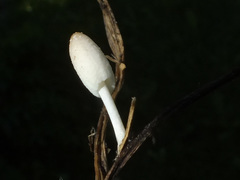 Coprinopsis urticicola