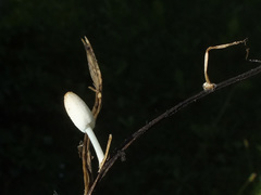 Coprinopsis urticicola