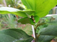 Papilio demoleus malayanus