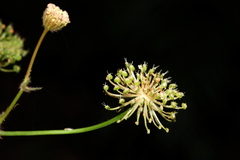Trachymene anisocarpa