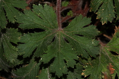 Trachymene anisocarpa