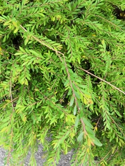 Phyllanthus myrtifolius