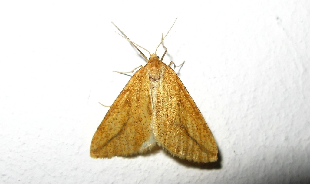 Aspitates collinaria