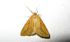 Aspitates collinaria