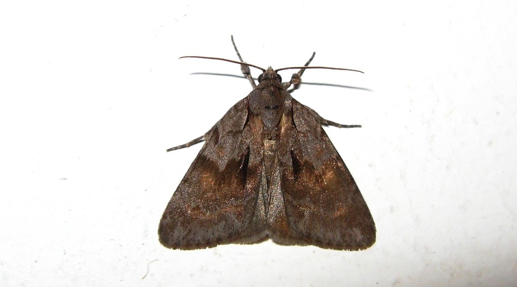 Bryonycta opulenta