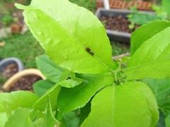 Papilio demoleus malayanus