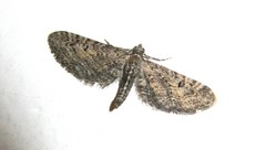 Eupithecia boryata