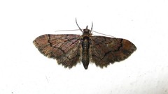 Gymnoscelis insulariata