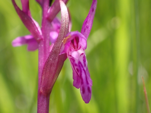 Image of Dactylorhiza traunsteineri by (c) Elias, some rights reserved (CC BY)