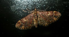 Gymnoscelis insulariata