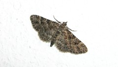Gymnoscelis insulariata