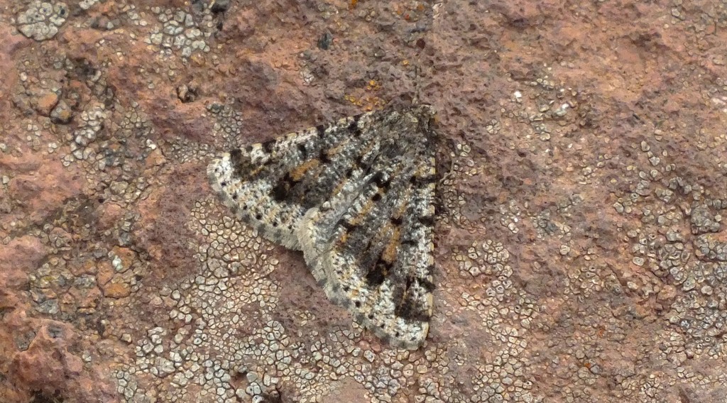 Isturgia tennoa