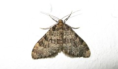 Nebula ibericata numidiata