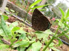 Arhopala centaurus nakula