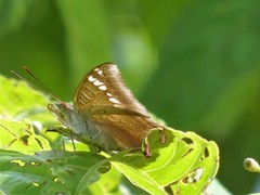 Euthalia aconthea gurda