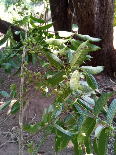 Commiphora tetramera Engl. 4