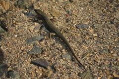 Cryptoblepharus litoralis
