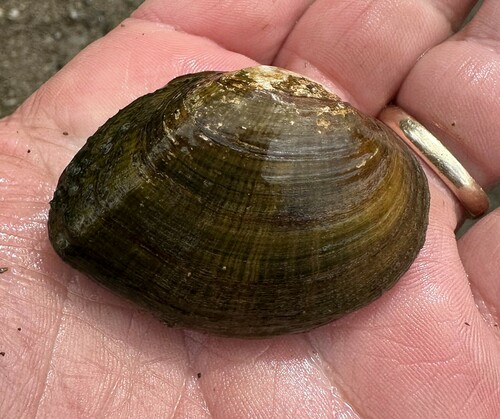 Duck River Dartersnapper