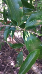 Ixoroideae