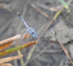 Diplacodes trivialis