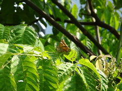 Euthalia aconthea gurda