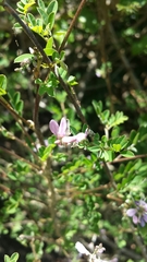 Mundulea
