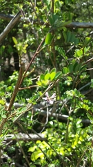 Mundulea