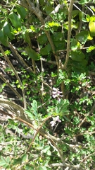 Mundulea