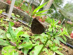 Arhopala centaurus nakula