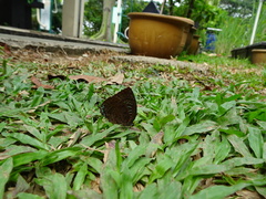 Arhopala centaurus nakula