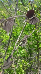Dioscoreaceae