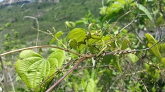 Dioscoreaceae