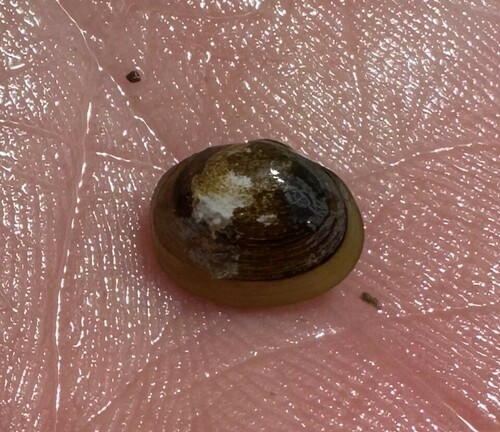 River Fingernail Clam