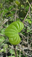 Dioscoreaceae