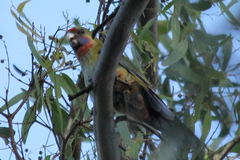 Platycercus elegans adelaidae