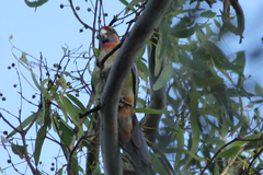 Platycercus elegans adelaidae