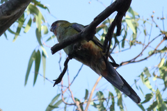 Platycercus elegans adelaidae