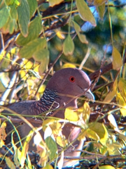 Picazuro Pigeon photo 6