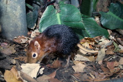 Black and Rufous Elephant Shrew photo 4